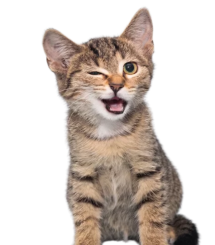 Katzen