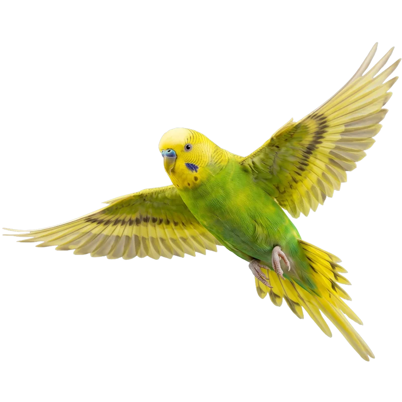 Advice & Tips for Budgies