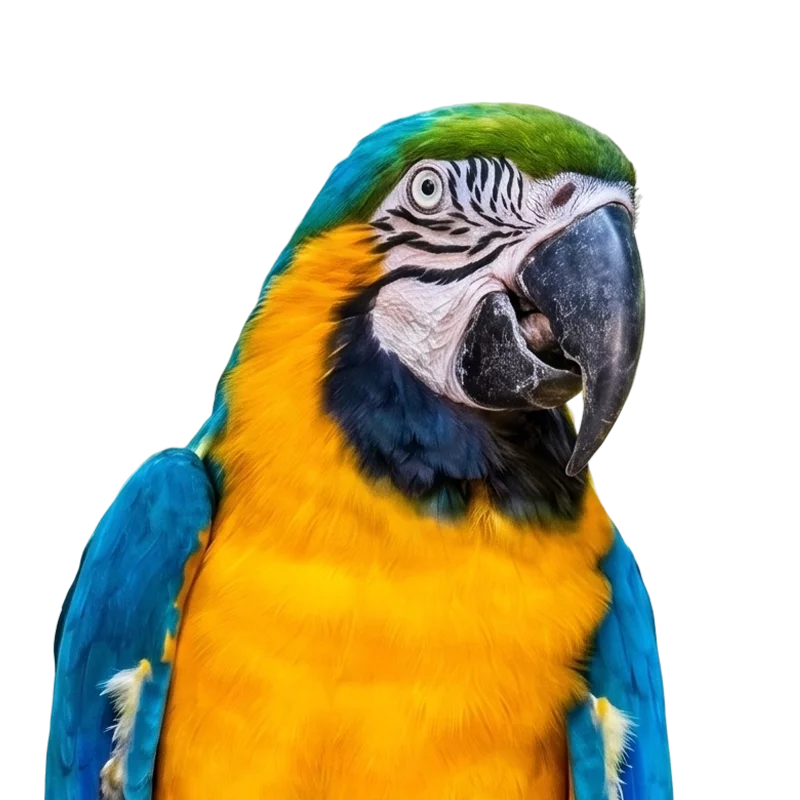 Oiseaux