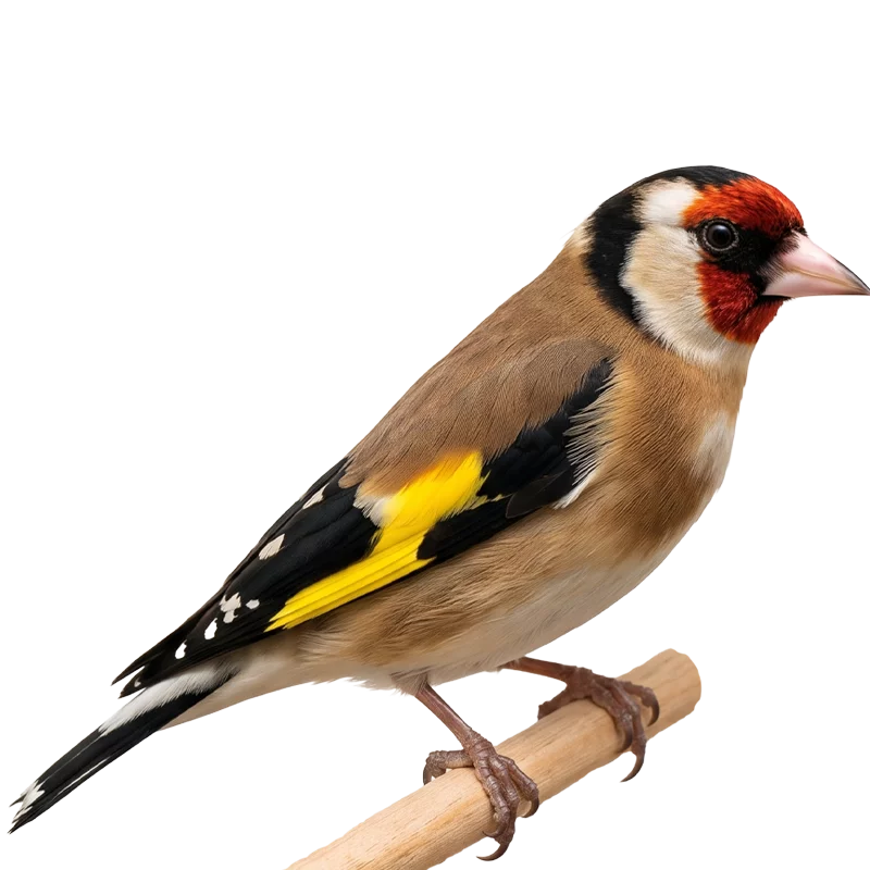 Conseils & astuces pour les oiseaux indigènes