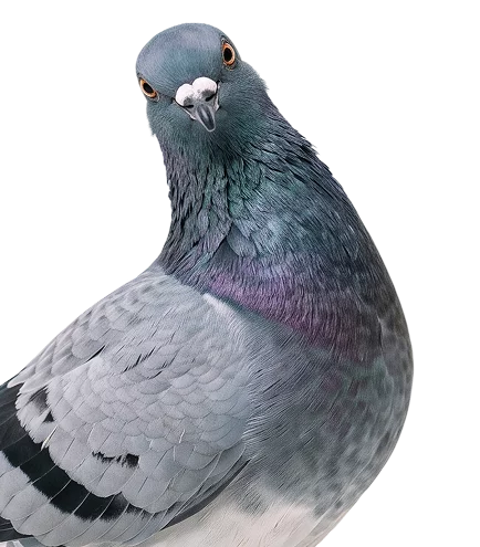 Duiven