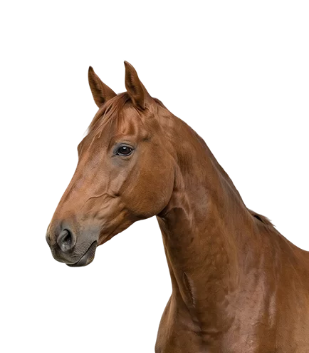 Paarden