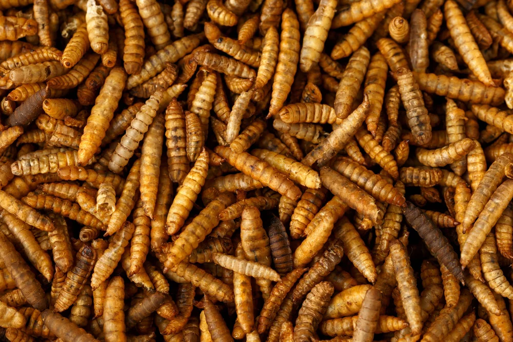 ZWARTE SOLDAATVLIEG LARVEN 5KG