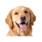 Hond