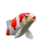 Vis